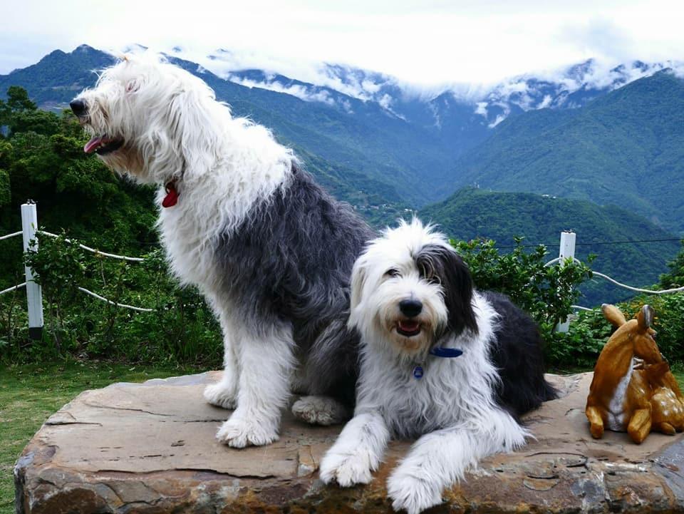 Moose & Squirrel Bed & Breakfast เหรินอ้าย ภายนอก รูปภาพ
